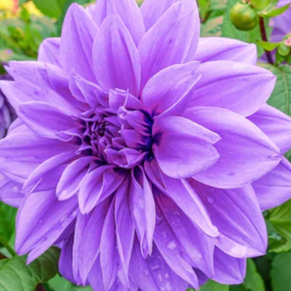 Meet your Posher, Melody